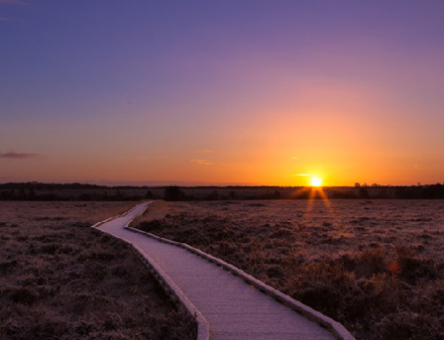 Clara Bog Nature Reserve